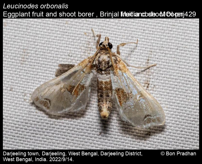 Leucinodes orbonalis Guenée, 1854 Eggplant fruit and shoot borer
